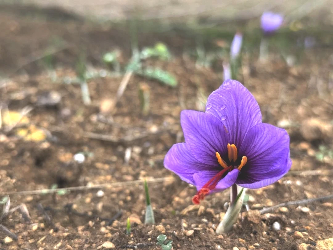 Kilosu 450 bin TL! Dünyanın en pahalısı... Yeni fiyatı belli olacak 6
