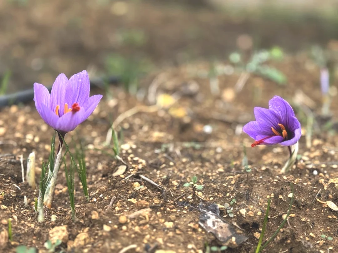Kilosu 450 bin TL! Dünyanın en pahalısı... Yeni fiyatı belli olacak 3