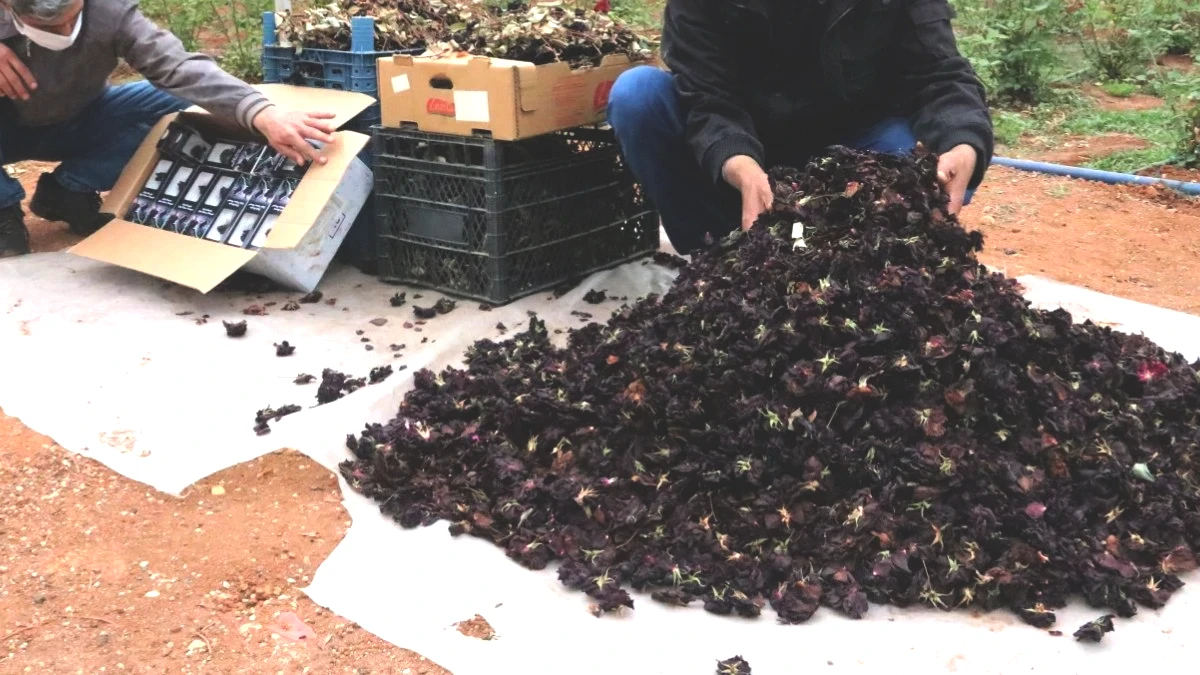 Sadece Urfa'da yetişiyor, yaprağı servet kazandırıyor! 1 litresi 42 bin euro