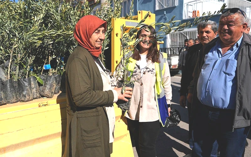 D20Haber - Denizli Haberleri – Büyükşehirden 8 mahallede zeytin fidanı dağıtımı